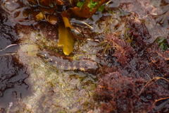 Paraclinus integripinnis