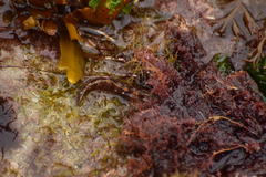 Paraclinus integripinnis