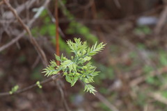 Bursera linanoe
