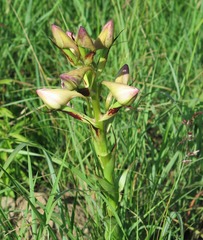 Disa crassicornis