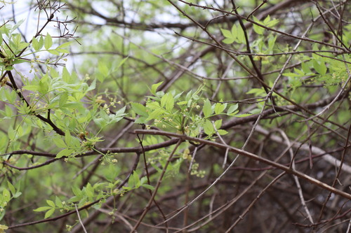 Bursera linanoe, photograph 2