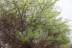 (c) Vikas D Prasad, some rights reserved (CC BY-SA) Bursera linanoe, photograph (c) Vikas D Prasad, some rights reserved (CC BY-SA)