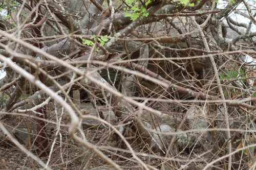 Bursera linanoe, photograph 3