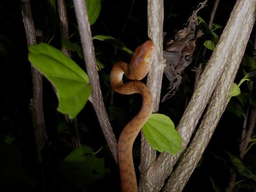 Brown Tree Snake sighting