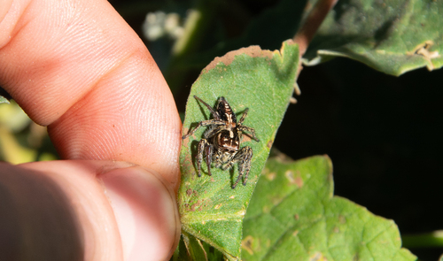 Hyllus argyrotoxus