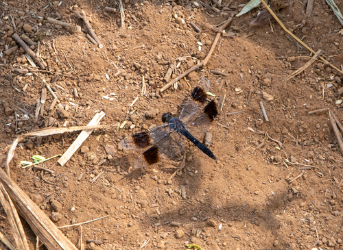 Southern Banded Groundling