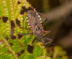 Rhynocoris erythropus