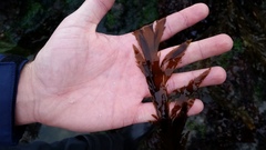 Desmarestia ligulata