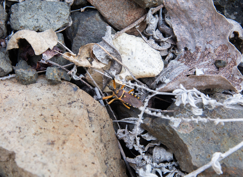 Rhynocoris violentus