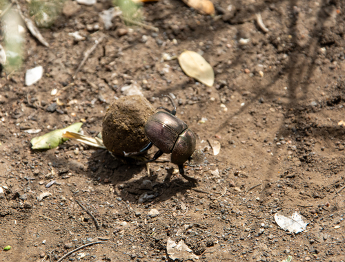 Diurnal Copper Dung Beetle