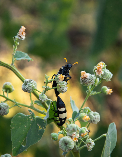 CMR Blisterbeetle