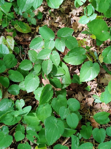 Image of Epimedium alpinum by (c) Ljaž, some rights reserved (CC BY)