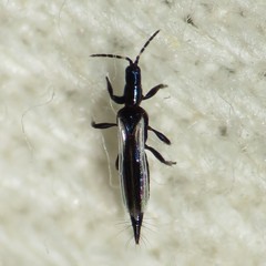 Erythrothrips arizonae