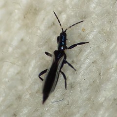 Erythrothrips arizonae