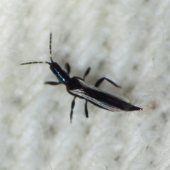 Erythrothrips arizonae