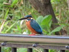Alcedo atthis