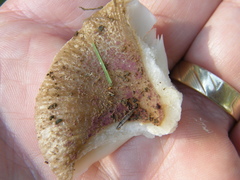 Russula vinaceocuticulata