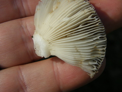 Russula vinaceocuticulata