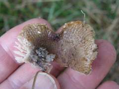 Russula vinaceocuticulata