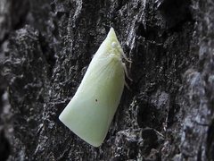 Colgaroides acuminata