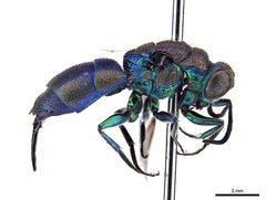 Trichrysis imperiosa