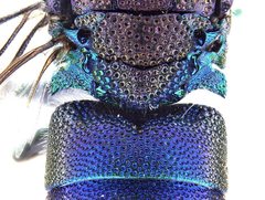 Trichrysis imperiosa