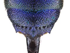 Trichrysis imperiosa