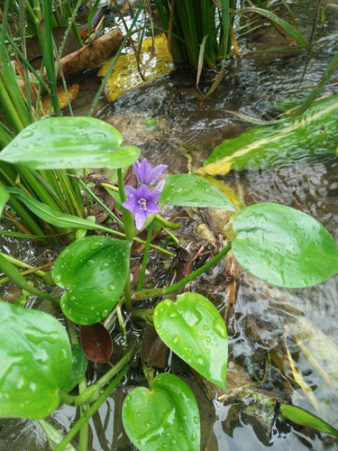 Pontederia vaginalis