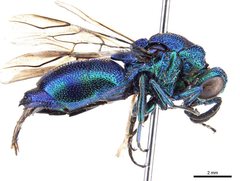 Chrysis lincea
