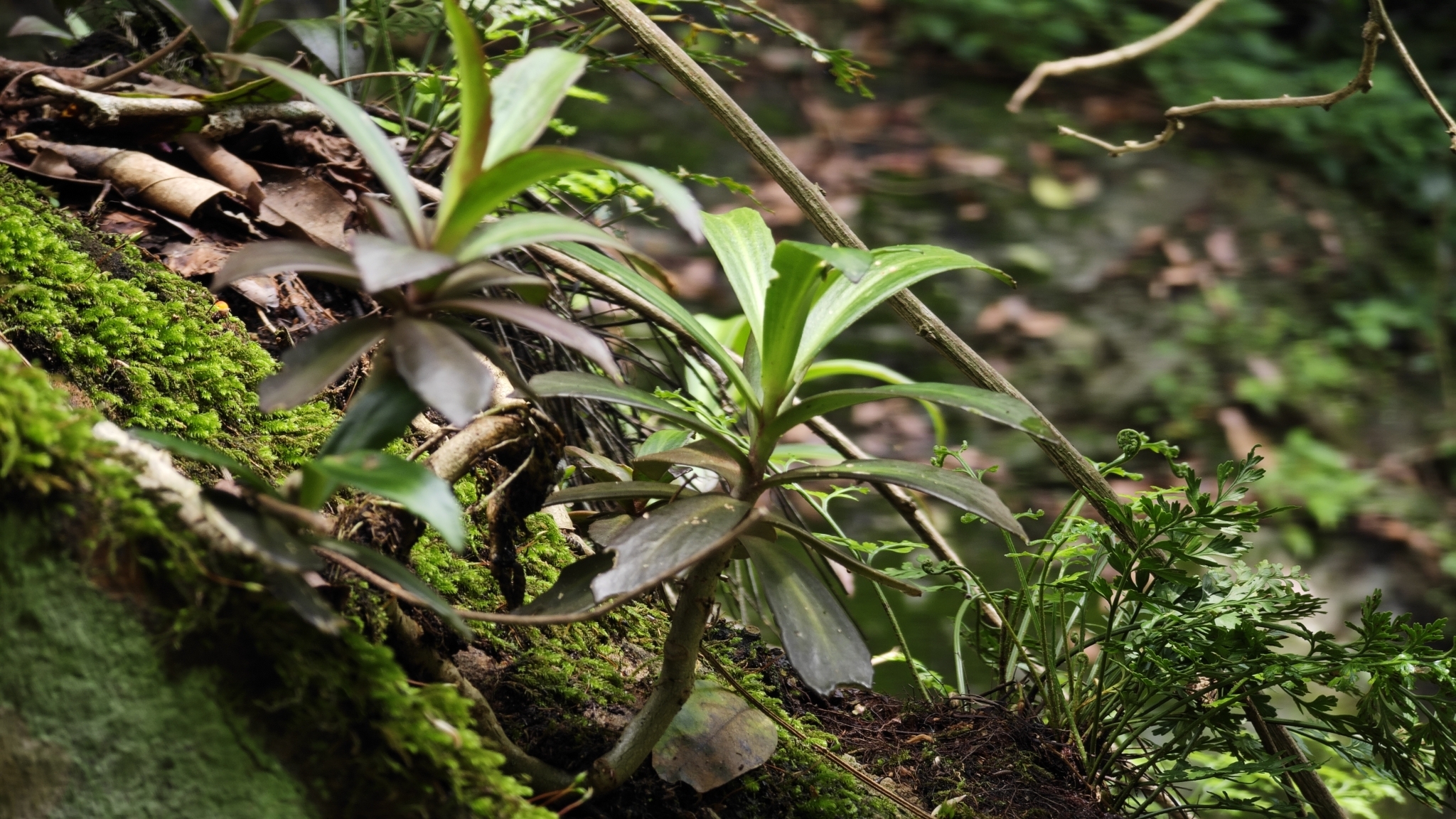 Hylotelephium mingjinianum (S.H.Fu) H.Ohba