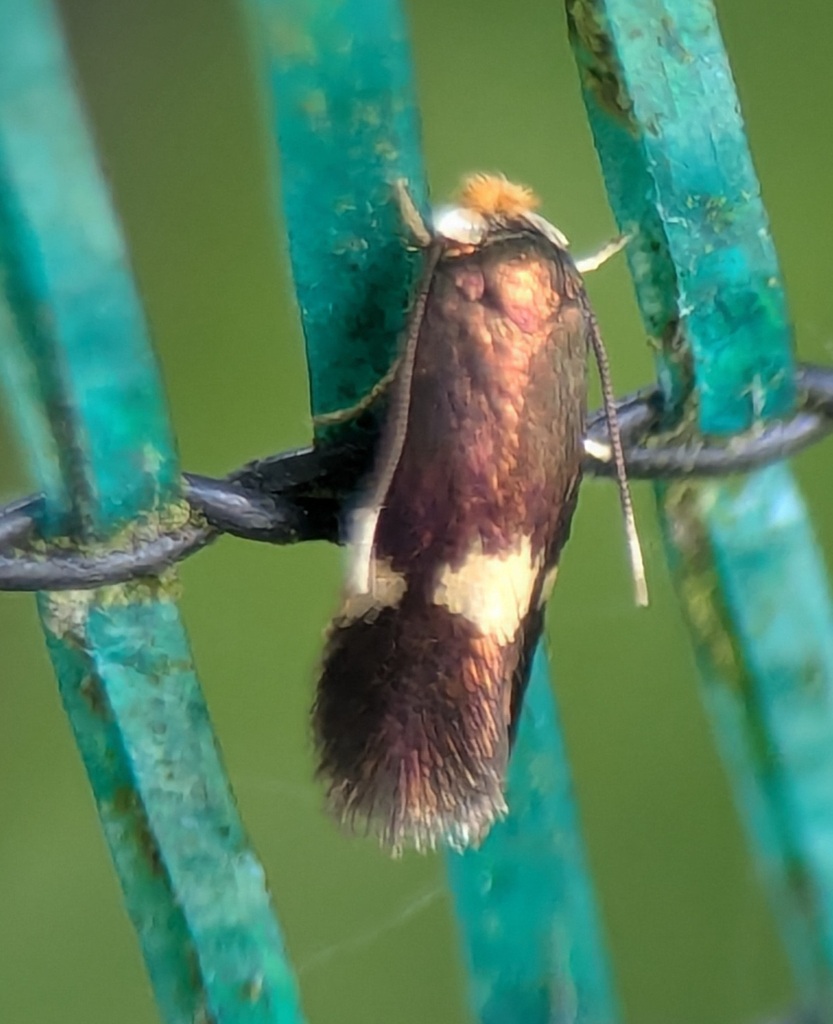 Four-spot Pigmy