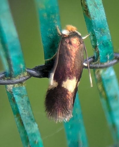 Four-spot Pigmy