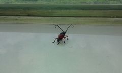 Lissonotus corallinus