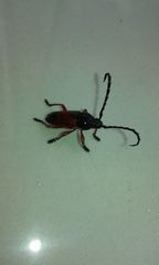 Lissonotus corallinus