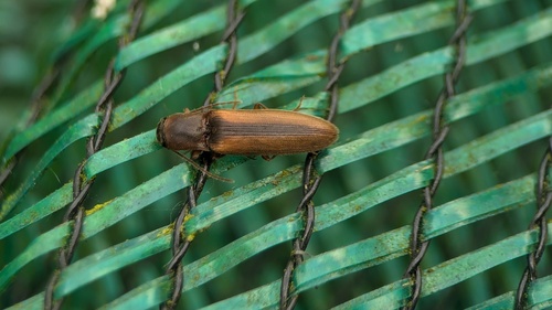 margined click beetle, Noordwijkerhout, Nederland, photo 9 of 10