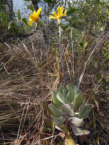 Caputia medley-woodii, photograph 1