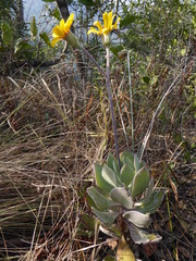 (c) Hlengiwe Mtshali, some rights reserved (CC BY-SA) Caputia medley-woodii, photograph (c) Hlengiwe Mtshali, some rights reserved (CC BY-SA)