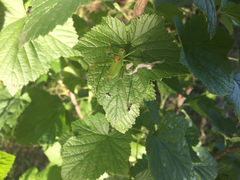 Leptophyes laticauda