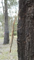 Acrophylla enceladus