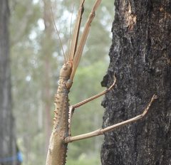Acrophylla enceladus