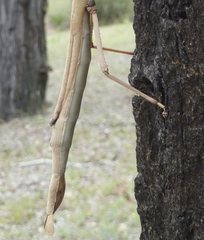 Acrophylla enceladus