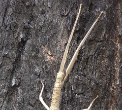 Acrophylla enceladus