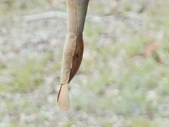 Acrophylla enceladus