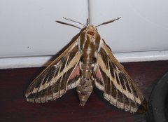 Hyles livornicoides