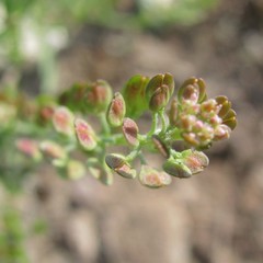 Lepidium apetalum