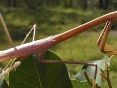 Archimantis brunneriana