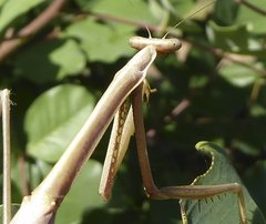 Archimantis brunneriana