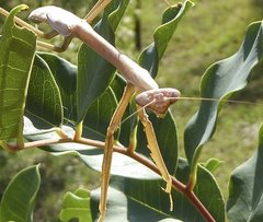 Archimantis brunneriana