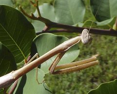 Archimantis brunneriana
