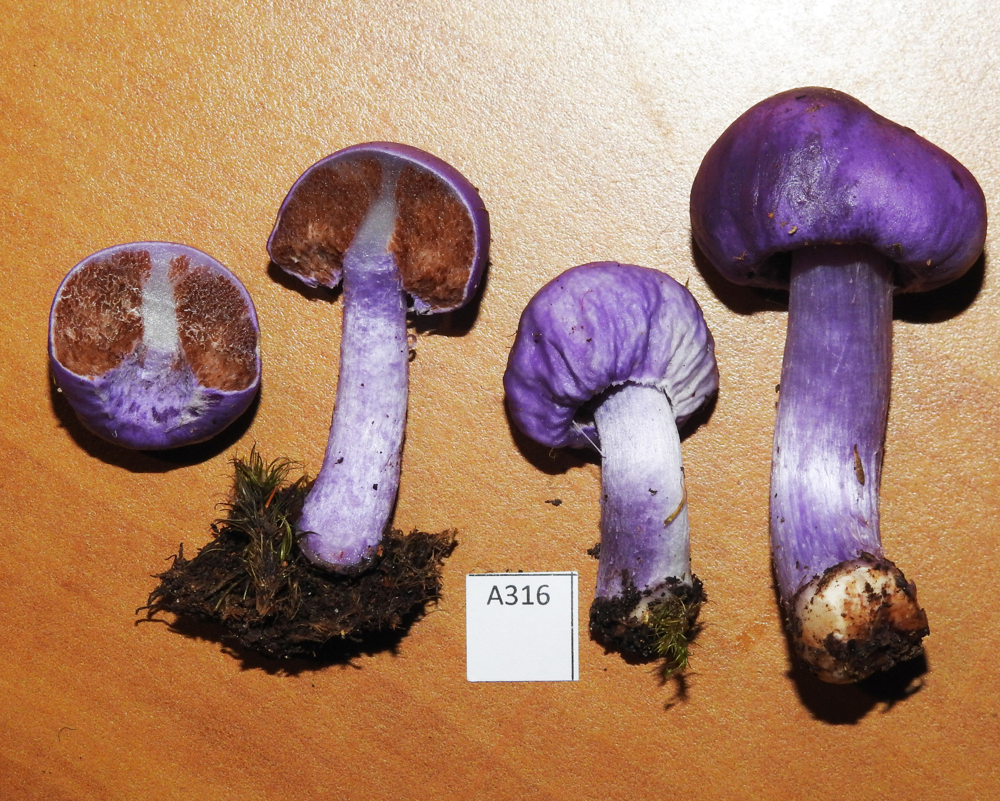 Cortinarius porphyroideus image